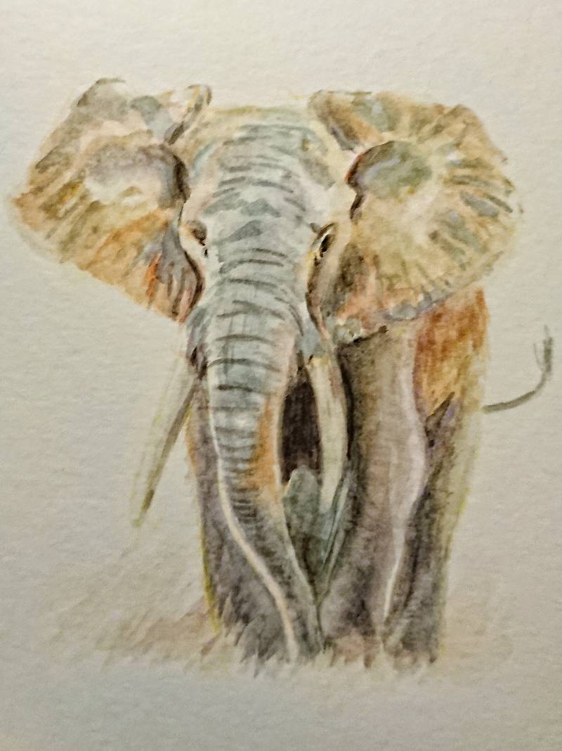 elephant by meidraws (Watercolor)