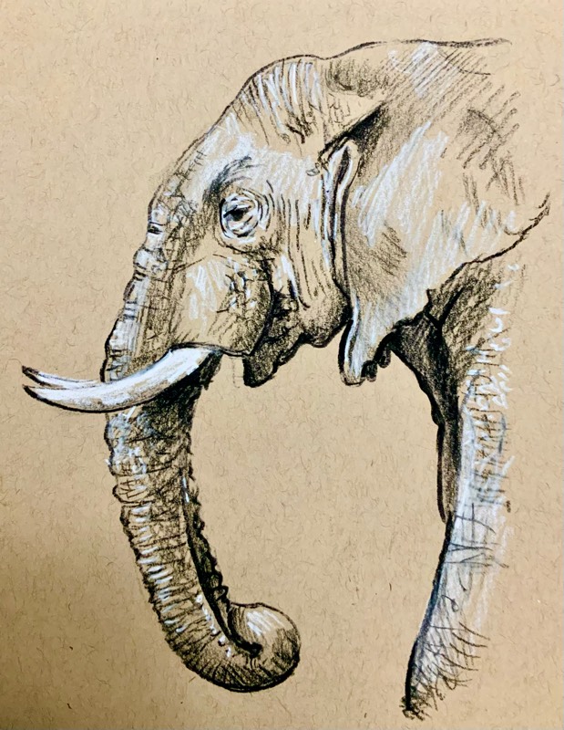 elephant by pgpappy (Charcoal)