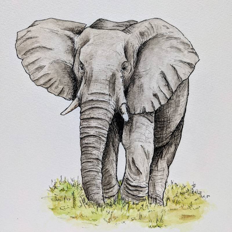 elephant by Elan28 (Watercolor, Pen)