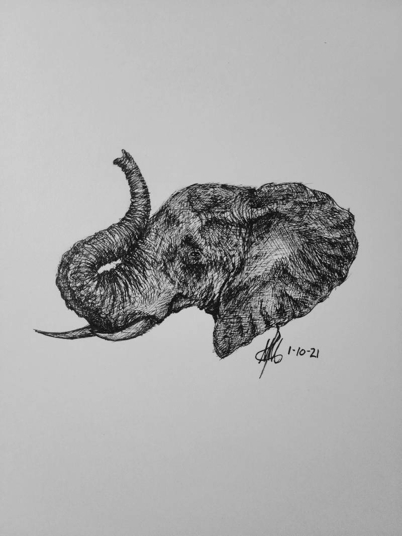 elephant by Matt_More_Art (Ink, Pencil)