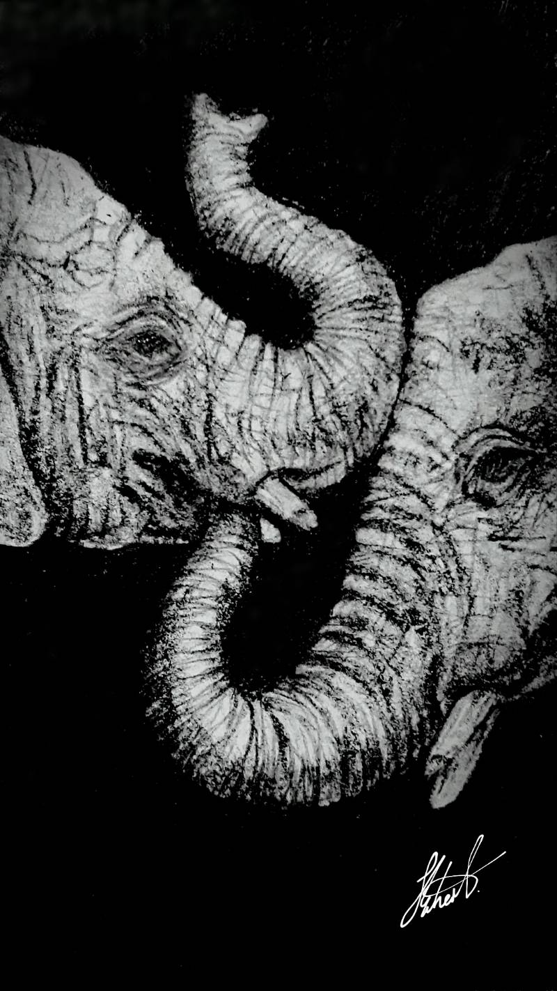 elephant by Jesseeker44 (Pencil)