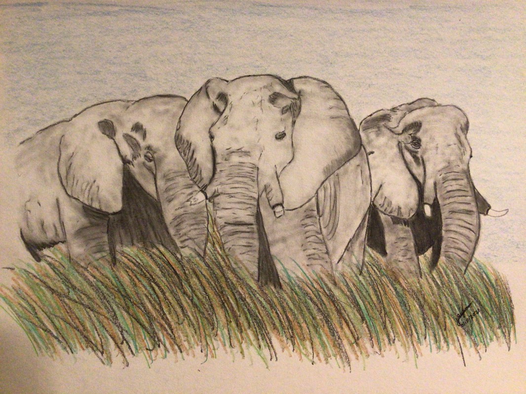 elephant by jaiylee (Pencil, Colored pencil, Charcoal)
