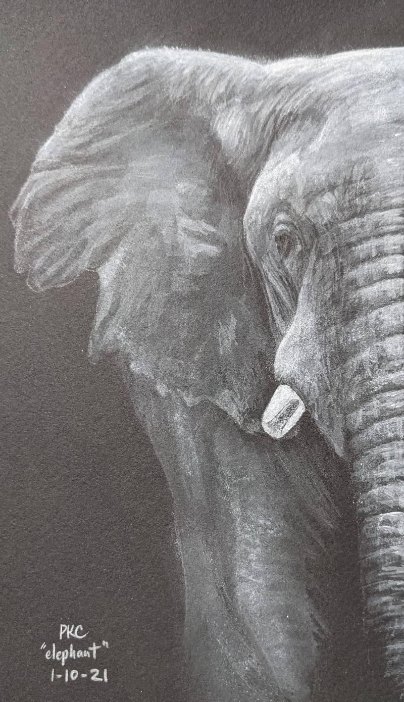 elephant by delirium (Pencil, Ink, Acrylic paint)