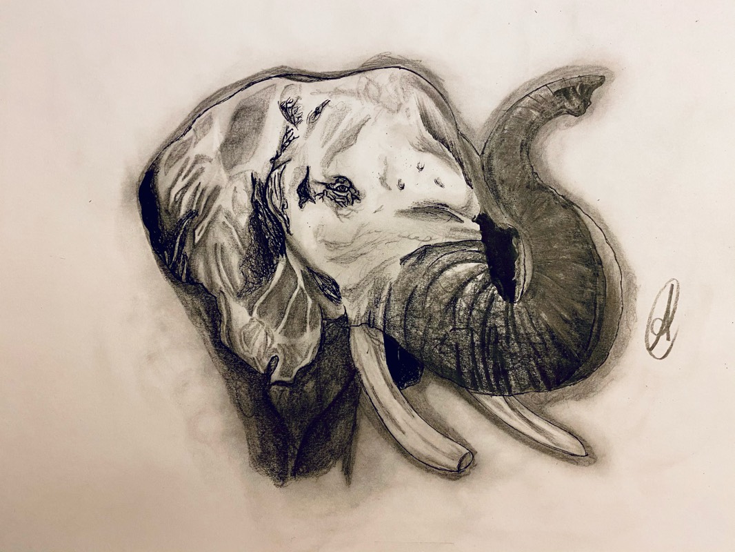 elephant by ARTISTIC (Pen, Ink, Pencil)