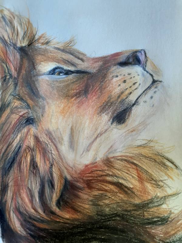 lion by Esmerelda (Colored pencil)