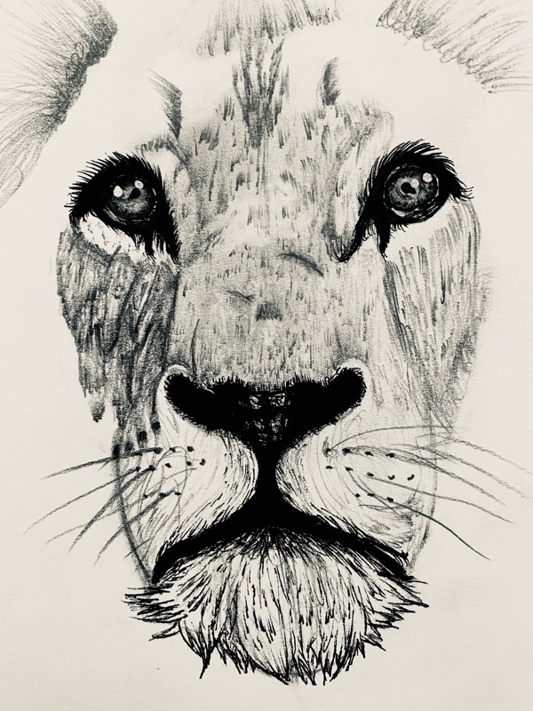 lion by ARTISTIC (Pen, Ink, Pencil)