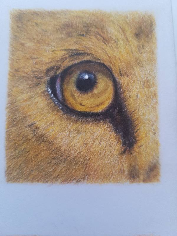 lion by Lisasart (Colored pencil, Soft pastel)