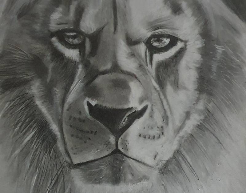 lion by Nayr (Pencil, Soft pastel)