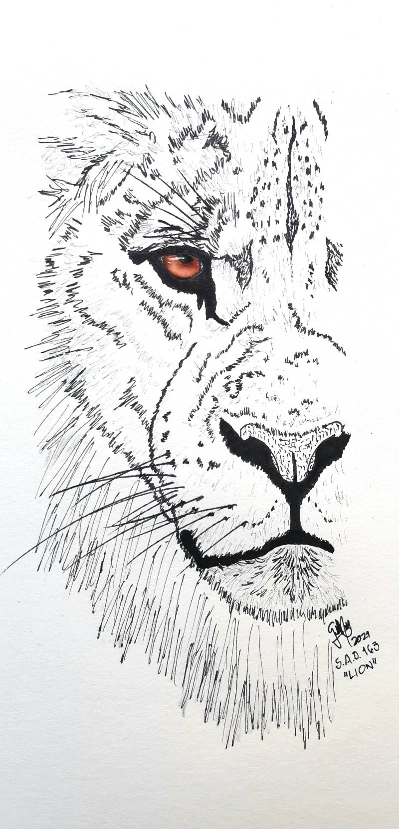 lion by Szewicz (Ink, Watercolor)