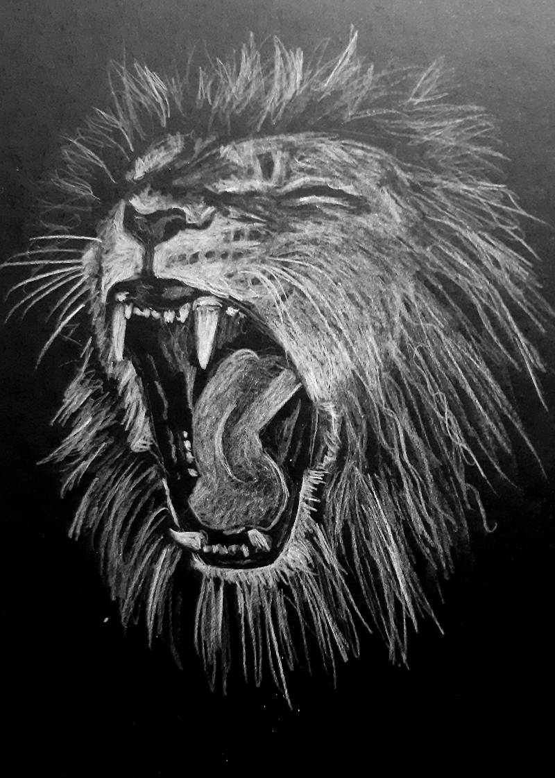 lion by Dorit (Colored pencil)