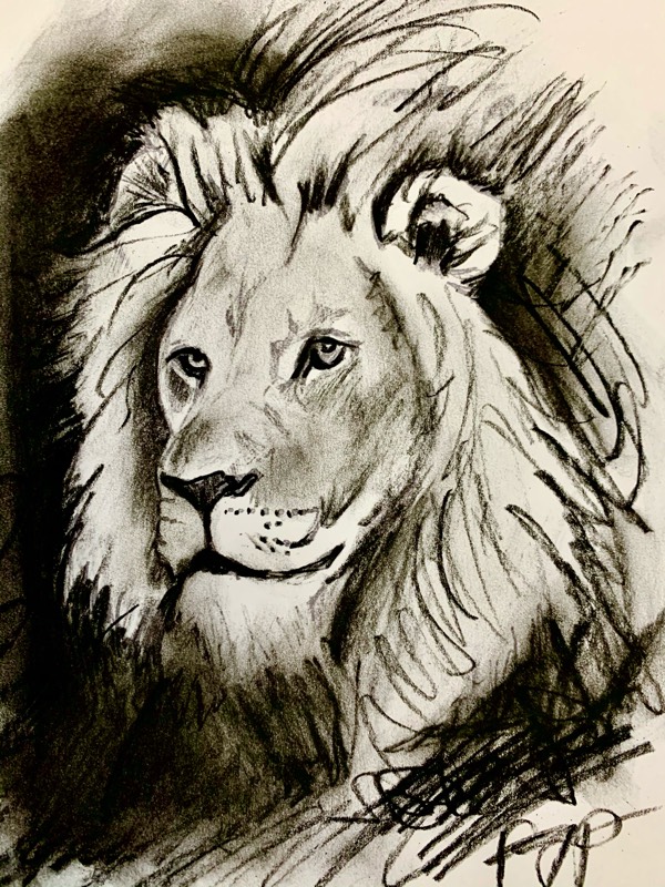 lion by pgpappy (Charcoal)