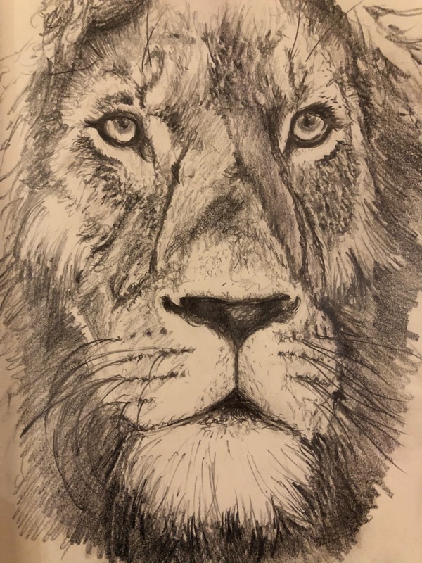 lion by k8chappell (Pencil)