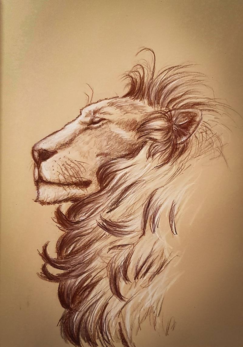 lion by olcia_maciejewska 