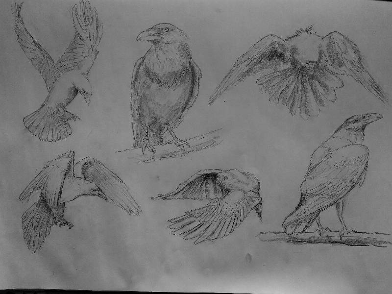 bird by mikrook (Pencil)