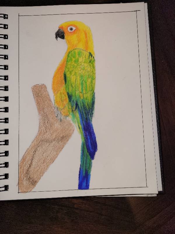 bird by claddaugh8971 (Pencil, Colored pencil)