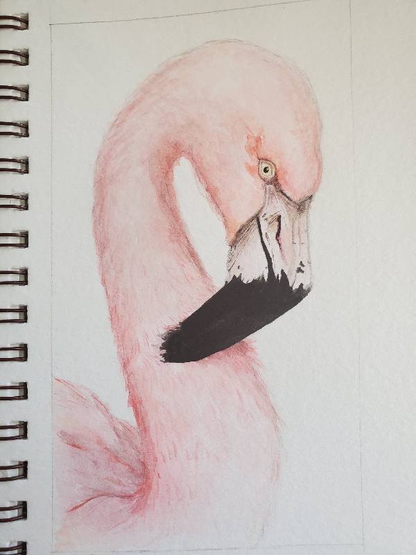 bird by Aliciawattrn (Watercolor)