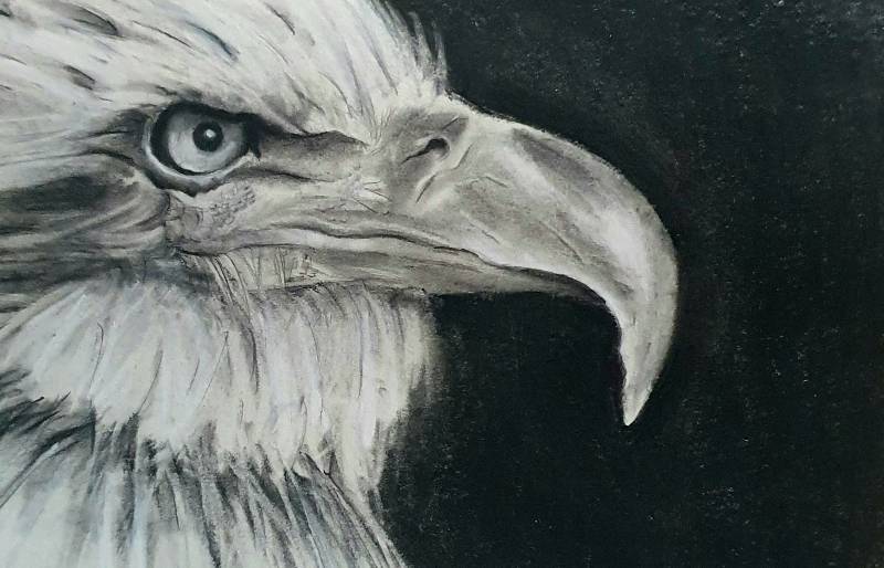 bird by Nayr (Pencil, Charcoal)