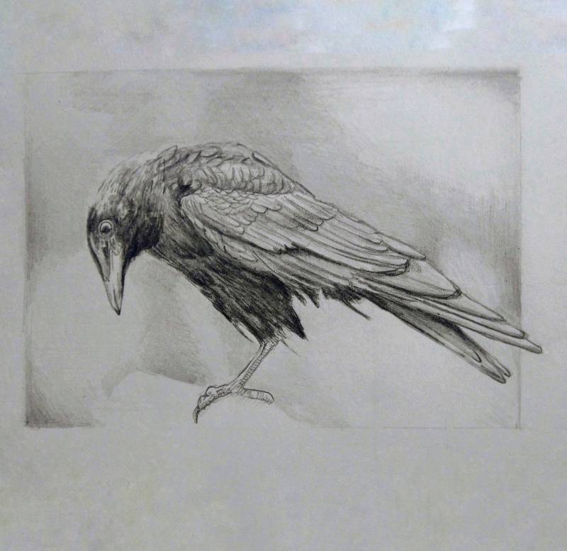 bird by Johnny_ (Pencil)
