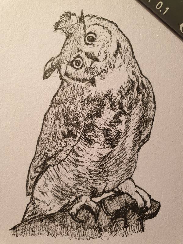 bird by Magae (Ink)