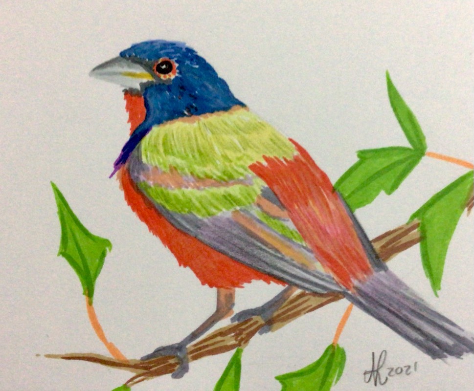 bird by Niomix (Markers, Colored pencil)