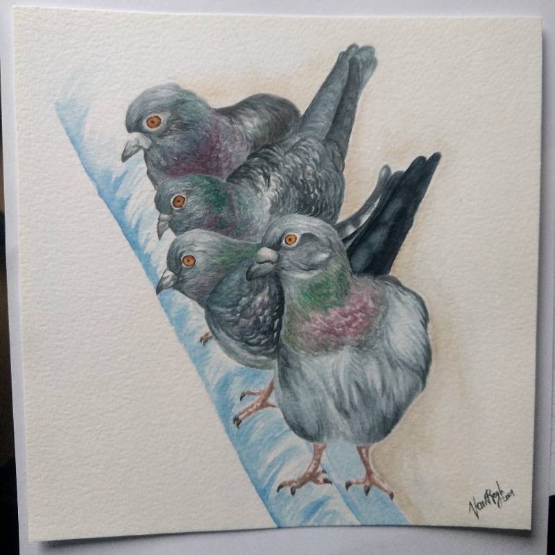 pigeon by VanRogh (Watercolor)