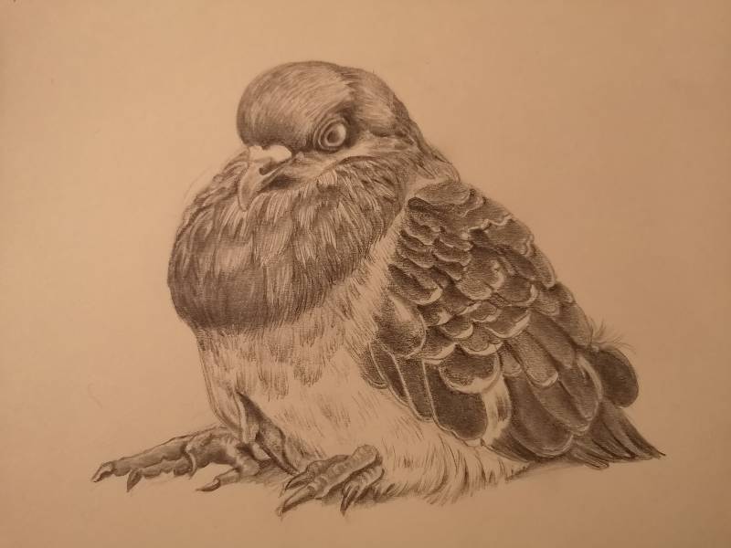pigeon by Featherless_Biped (Pencil)