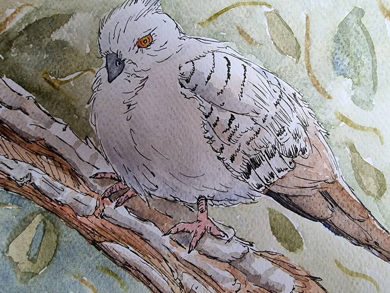 pigeon by Alvaga (Watercolor, Ink)
