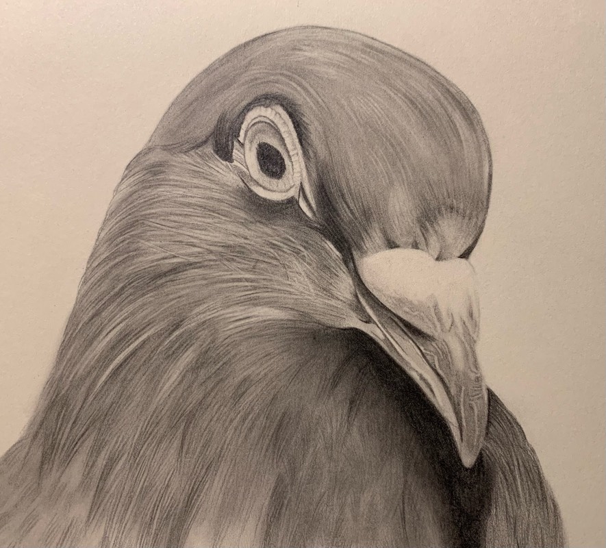 pigeon by allwyn (Pencil)