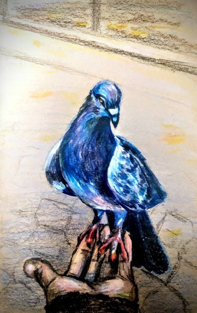 pigeon by Krina (Colored pencil)