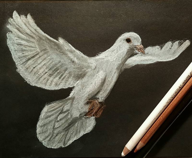 pigeon by CreaLenka (Charcoal, Soft pastel)