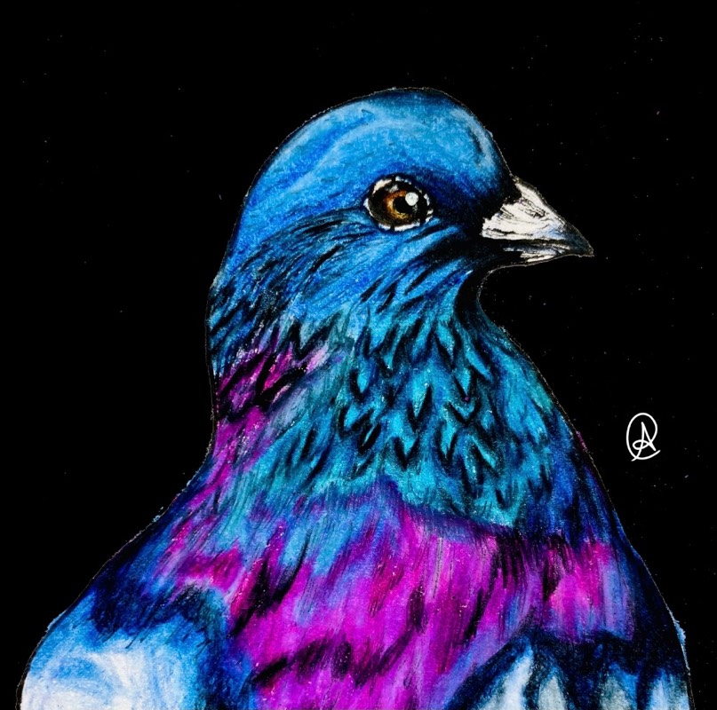 pigeon by ARTISTIC (Pen, Ink, Colored pencil, Digital)