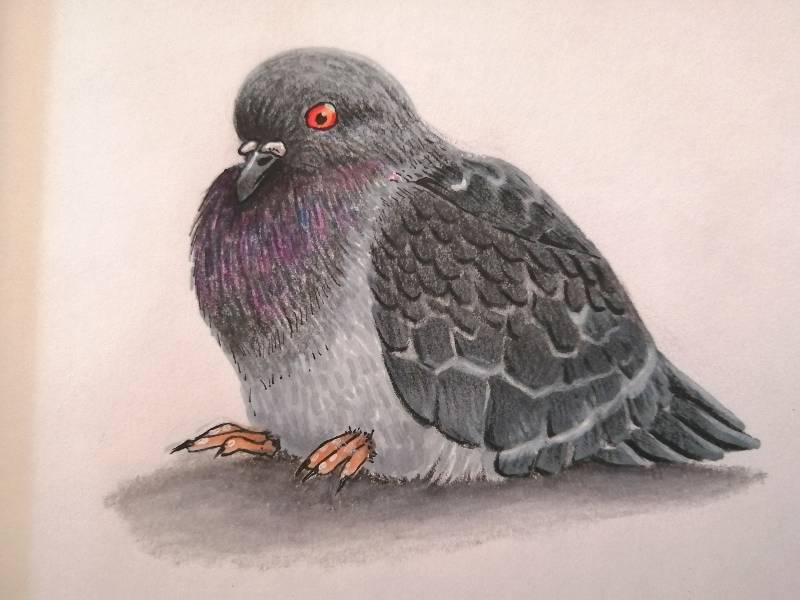 pigeon by NatGarcia (Markers, Colored pencil)