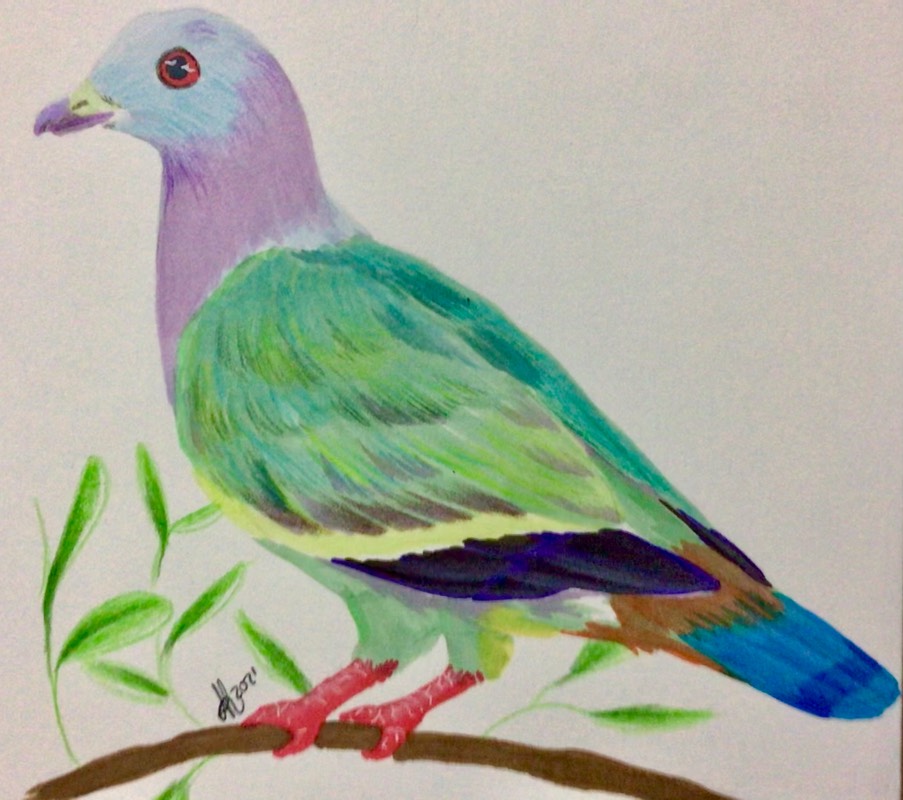 pigeon by Niomix (Markers, Colored pencil)