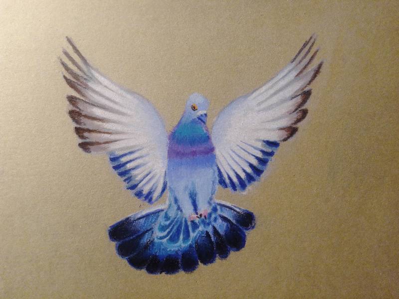 pigeon by Hesseh (Soft pastel)