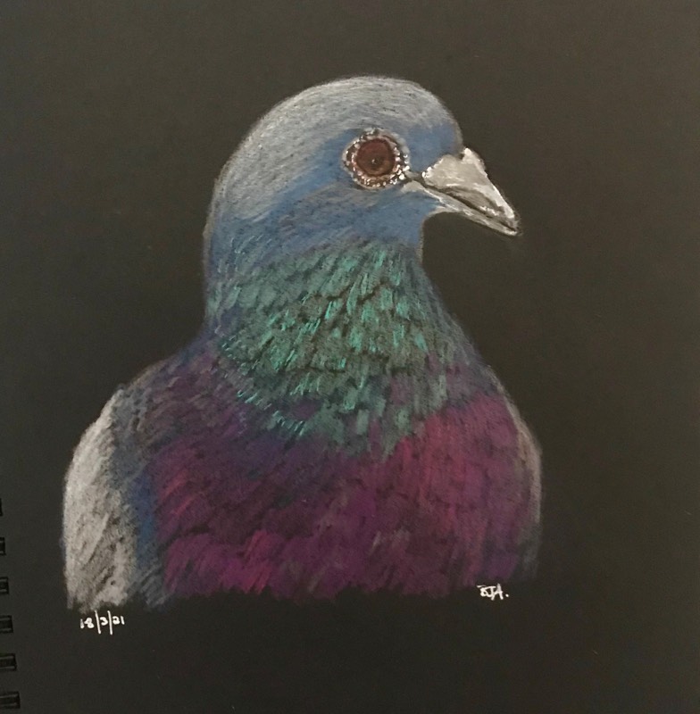 pigeon by fairlawnbj (Colored pencil)