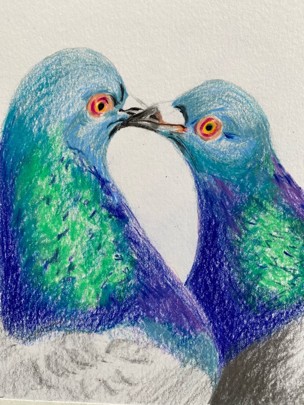 pigeon by TinaB (Pencil, Colored pencil)