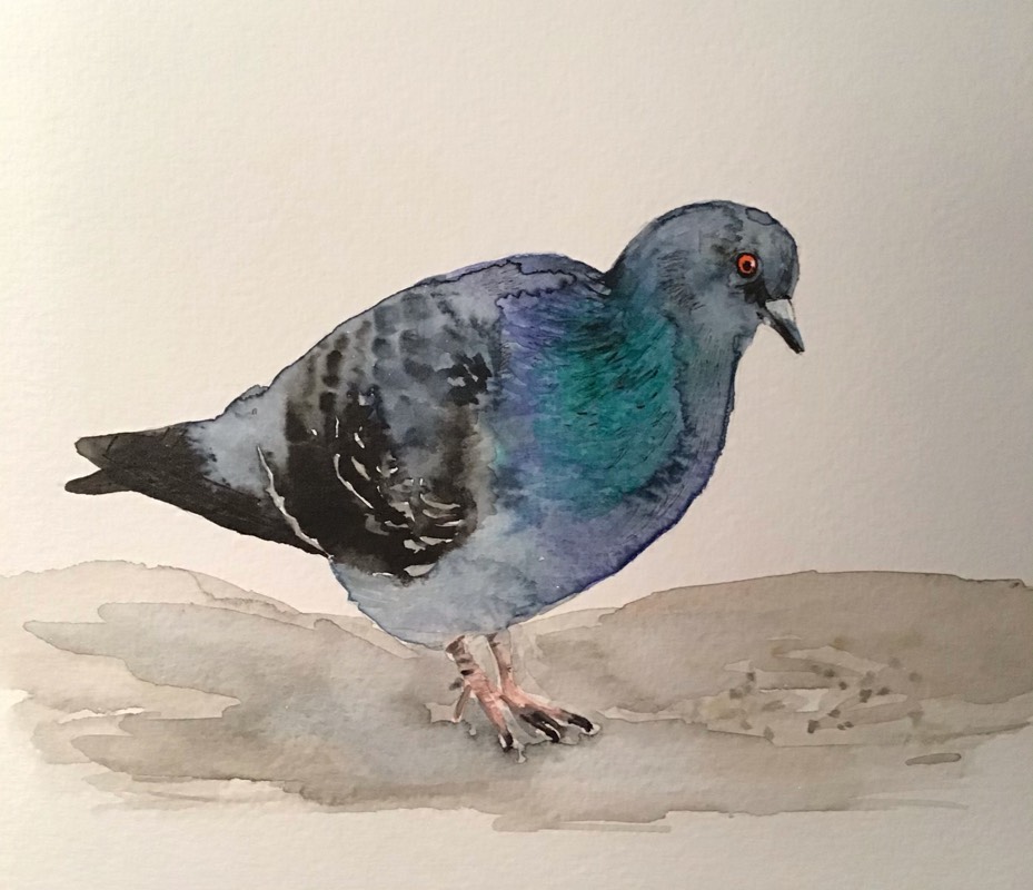 pigeon by Sally (Watercolor)