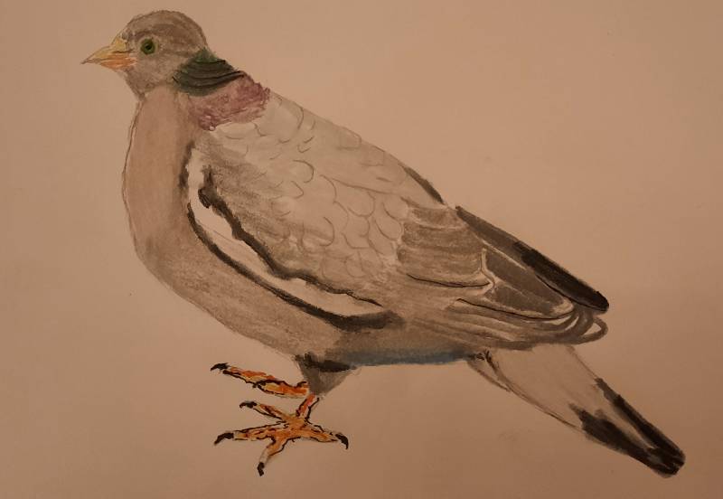 pigeon by Art187 (Soft pastel)