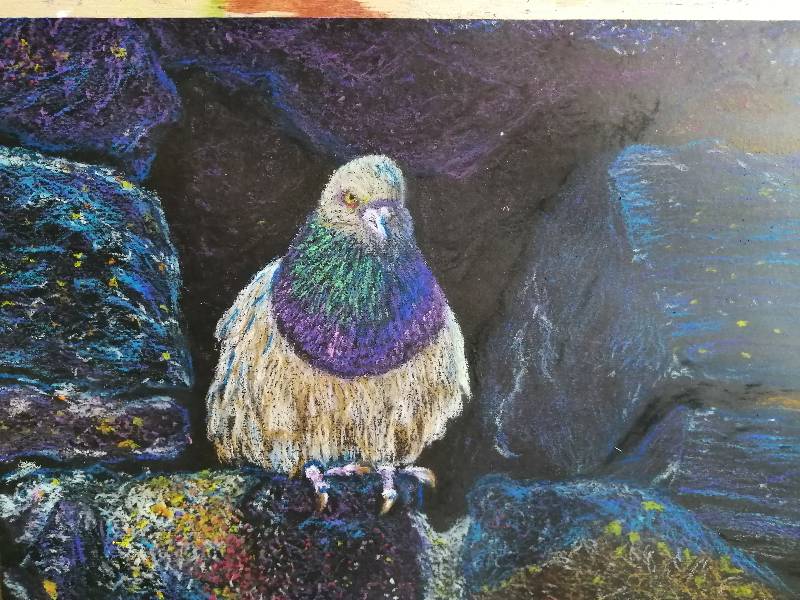 pigeon by ruupupu (Oil pastel)