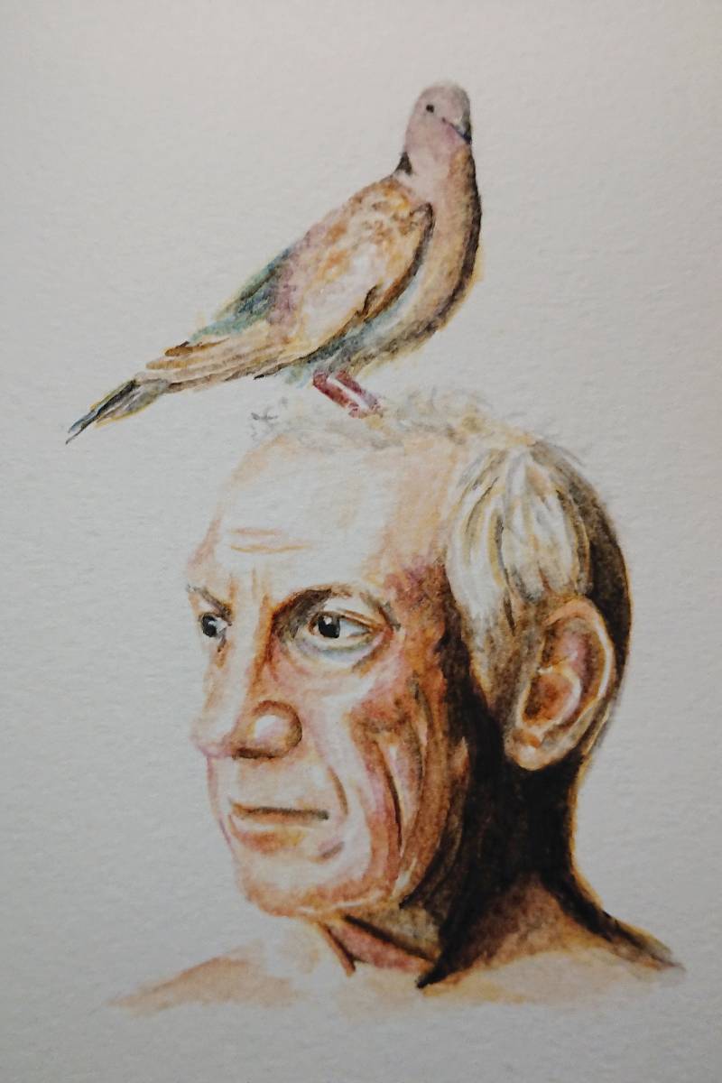 pigeon by meidraws (Watercolor)