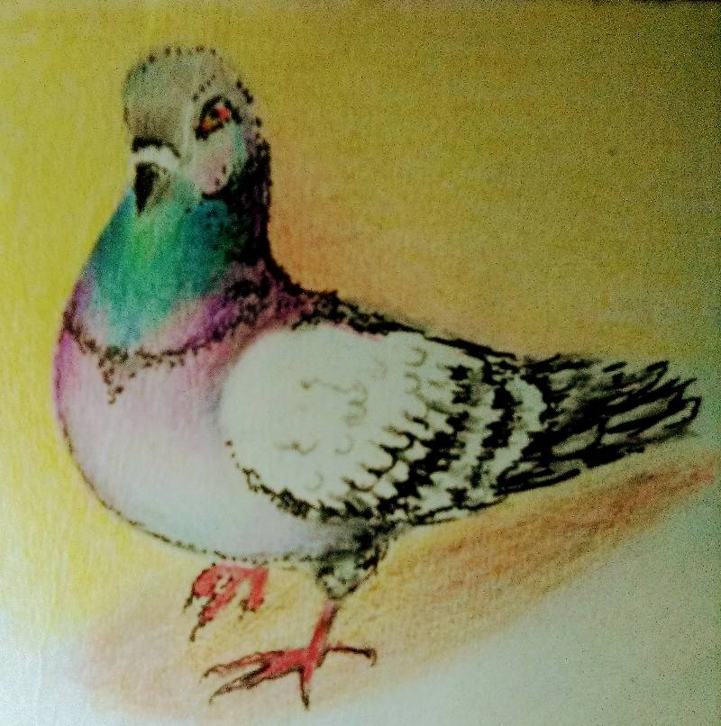 pigeon by letha (Pencil, Pen, Colored pencil)