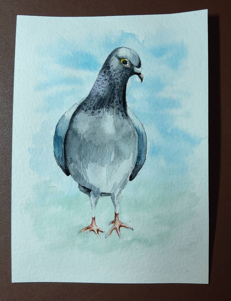 pigeon by JB___ (Watercolor)