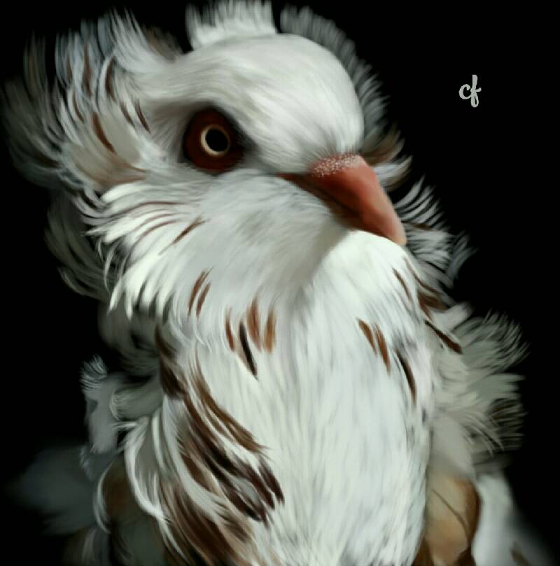 pigeon by desirella (Digital)