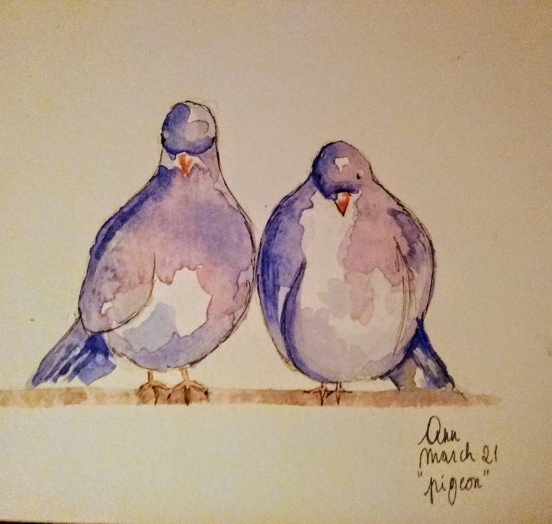 pigeon by AnnC (Watercolor, Pen)