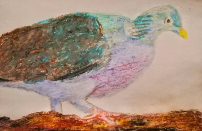 pigeon by nseb91 (Colored pencil, Oil pastel)