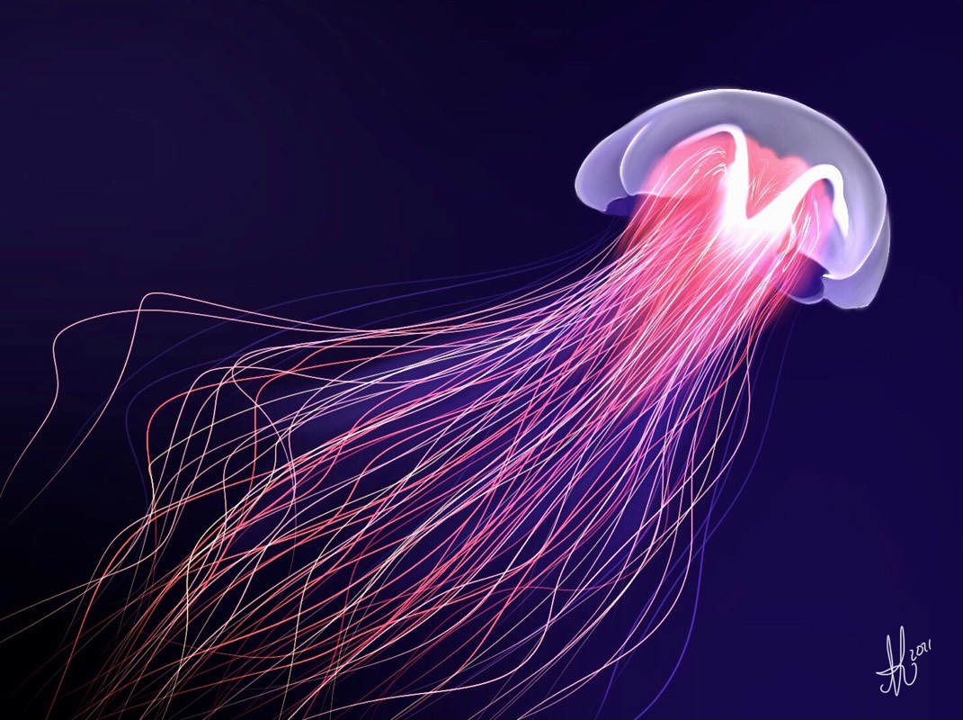jellyfish by Niomix (Digital)