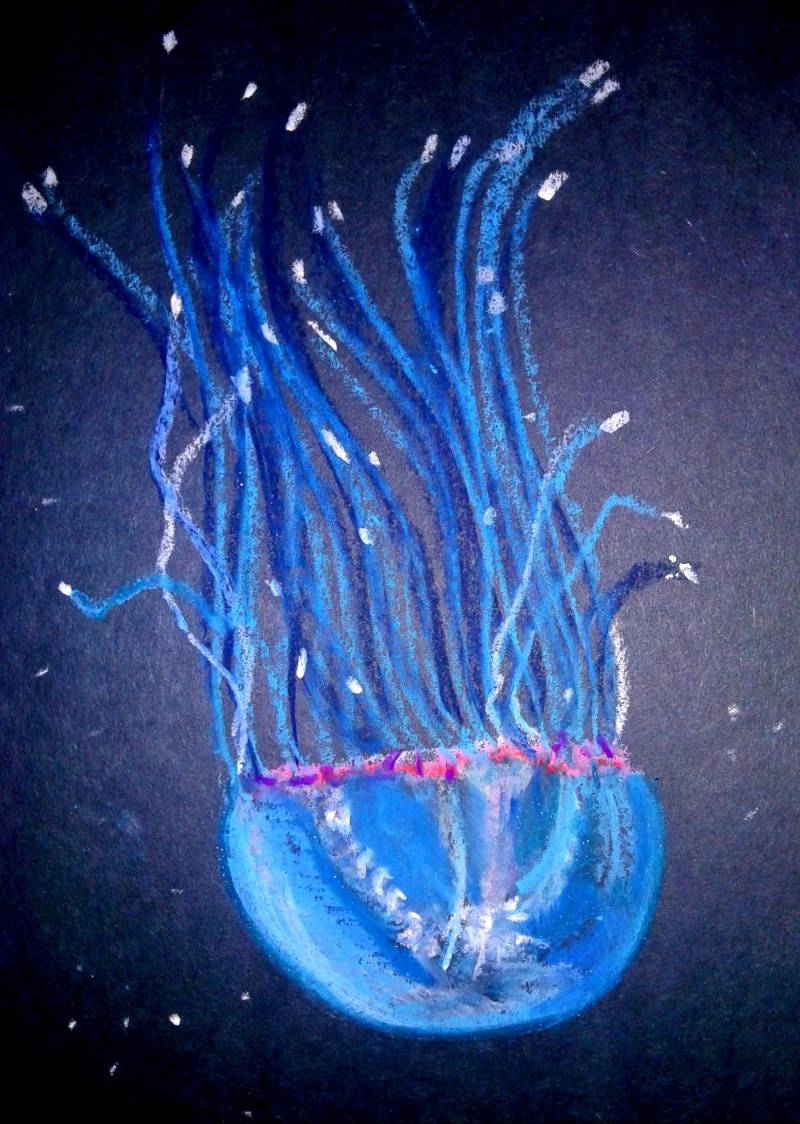 jellyfish by MBear (Oil pastel)