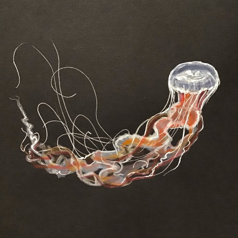 jellyfish by Sally (Pen, Colored pencil)