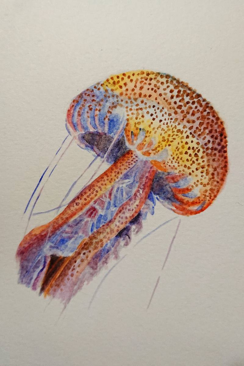jellyfish by meidraws (Watercolor)