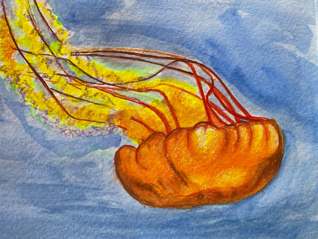 jellyfish by TinaB (Pencil, Watercolor, Pen, Markers, Colored pencil)